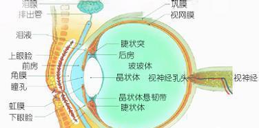 青光眼的种类有哪些